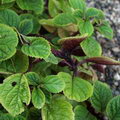 Mona Lavender,Lavender Spur Flower,Prostrate Coleus, Spur Flower,Purple Swedish ivy, Vick's plant,پل